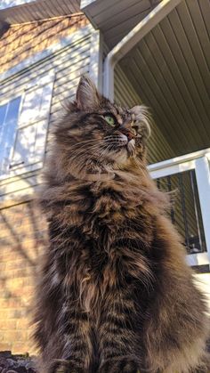 a long haired cat sitting in front of a house looking up at the sky with its eyes wide open