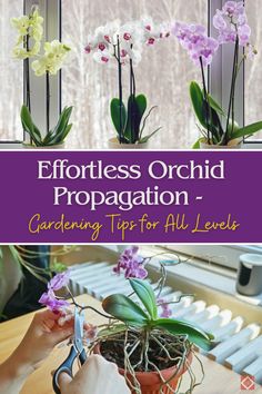 the cover of effort orchid propagation gardening tips for all levels