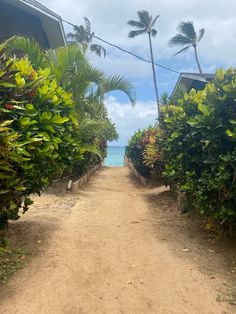 a dirt road with palm trees on both sides and the ocean in the back ground