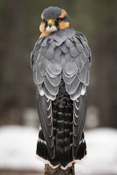 a bird sitting on top of a tree branch with snow in the backgroud