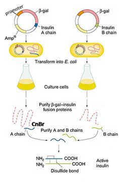 a diagram showing the steps in how to use an e - cell for cellular transport