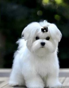 a small white dog sitting on top of a wooden floor