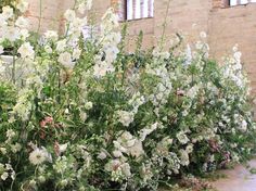 some white flowers and green plants in front of a brick building