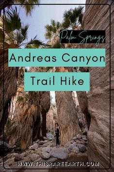 a person standing in the middle of a trail surrounded by palm trees with text overlay that reads, andras canyon trail hike