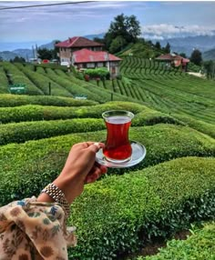 a person holding a tray with a cup on it in the middle of a tea plantation