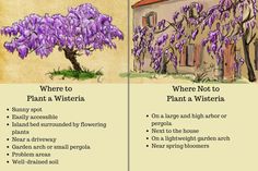 two trees with purple flowers in front of a house and the words where to plant a wisteria