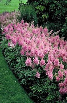 pink flowers line the side of a green lawn