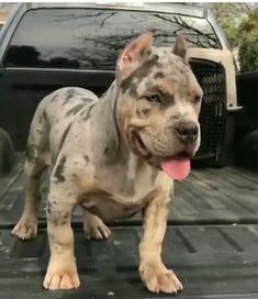 a dog is standing on the back of a truck with its tongue out and it's tongue hanging out