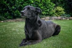 a large black dog laying on top of a lush green field