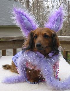 a dog dressed up in bunny ears and purple fur