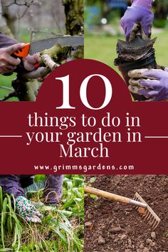 This photo features four background images of people doing different gardening tasks: trimming branches, filling flower pots with soil, weeding and raking soil. Text overlay reads "10 things to do in your garden in March" sourced from www.grimmsgardens.com Gardening Checklist, Vegetable And Flower Garden, Year Round Garden, Plants Guide, Spring Vegetable Garden, Garden Checklist, Spring Gardens, Round Garden