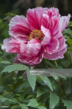 a large pink flower with green leaves around it