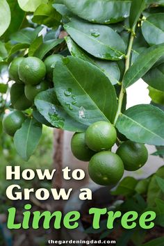 limes growing on a tree with text overlay how to grow a lime tree