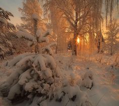 the sun is shining through the trees in the snow