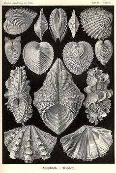 an image of seashells on black background metal print by science photo library, university of chicago