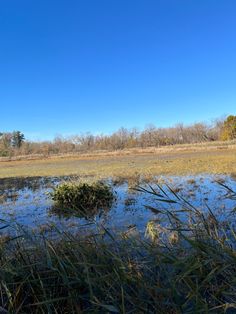 there is a small patch of grass in the middle of a swampy marshland