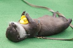 a small animal with a rubber duck on its head laying on the ground next to a leash