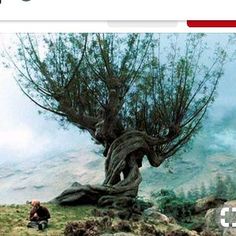 a man kneeling next to a tree on top of a hill