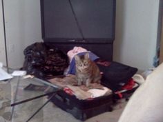 a cat sitting on top of an open suitcase