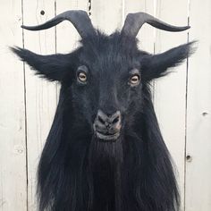 a black goat with long hair standing in front of a white fence