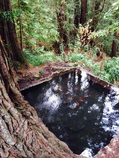 a small pond in the middle of a forest surrounded by tall trees and ferns with goldfish swimming in it