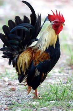 there is a rooster that is walking on the grass