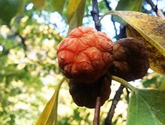 a close up of a fruit on a tree branch with leaves and trees in the background