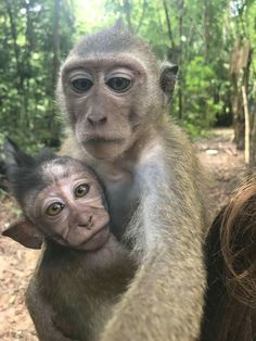 a woman holding a baby monkey in her arms