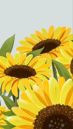 yellow sunflowers with green leaves in the foreground