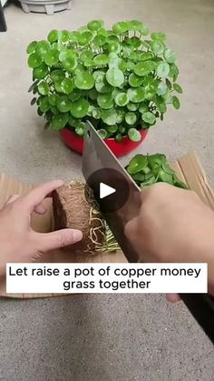 a person cutting up a piece of paper next to a potted plant