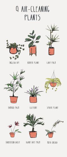 a poster showing different types of air plants