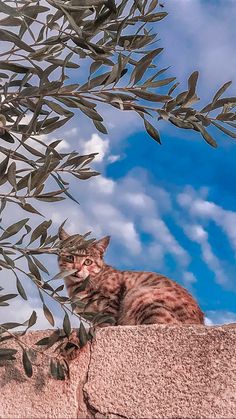 a cat sitting on top of a stone wall next to an olive tree with clouds in the background