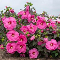 pink flowers are blooming in the garden