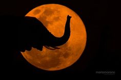 an elephant is silhouetted against the full moon with its trunk stretched out in front of it