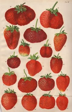 an antique print of strawberries from the early 1900's, showing different stages of ripening