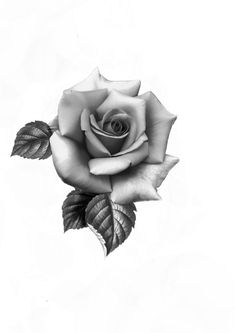 a black and white photo of a rose