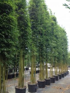 rows of bamboo trees lined up on the ground