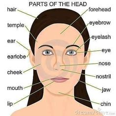 diagram of parts of the head with labels on each side, including eye lashes and nose lips