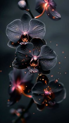 an orchid is reflected in the water with its reflection on it's back side