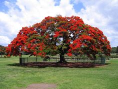 a large tree with red flowers in a park