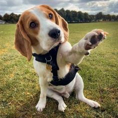 a brown and white dog sitting on top of a grass covered field holding its paw up