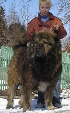 a large brown dog standing next to a woman on top of a snow covered ground