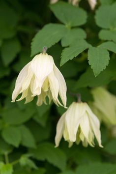 two white flowers with green leaves in the background