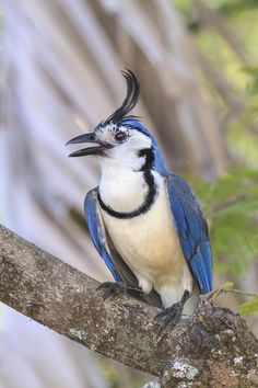 a blue and white bird sitting on top of a tree branch with its beak open