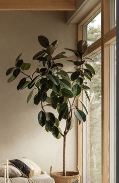 a potted plant sitting on top of a bed next to a window