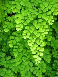 green leaves are growing in the forest