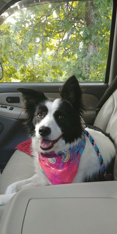 a black and white dog wearing a pink bandana sitting in the back seat of a car