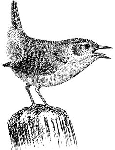 a black and white drawing of a bird sitting on top of a tree stump with its beak open