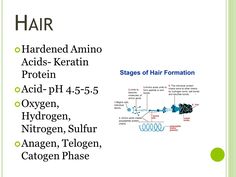 Because it is an Amino Acid, the hair itself is acidic. More information later, but washing your hair with products that change the pH of your hair can problems on your scalp such as dry skin and other skin and hair problems.The Sulfur is the reason why your hair smells so bad if you accidentally burn it. The three phases of hair grown are the following phases. Anagen is when the hair grows- last 7 years. Telogen is the rest phase- lasts 3 months. Catogen  is when the hair falls out. Hair Anatomy, Future Cosmetologist, Hair Theory, Beauty School Cosmetology, Cosmo School, Esthetician School, Hair Education, Hair Science, Integumentary System