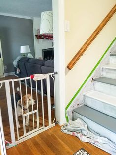 a dog standing in front of a white gate next to a stair case on the floor